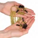  PINZAS PARA PEZONES Y CLÍTORIS 4 ENGANCHES AJUSTABLE DORADO - KINK 